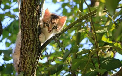 Kedi Davranışlarını Anlamanın 5 Püf Noktası