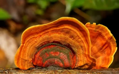 Sporcular İçin Reishi Mantarının Faydaları