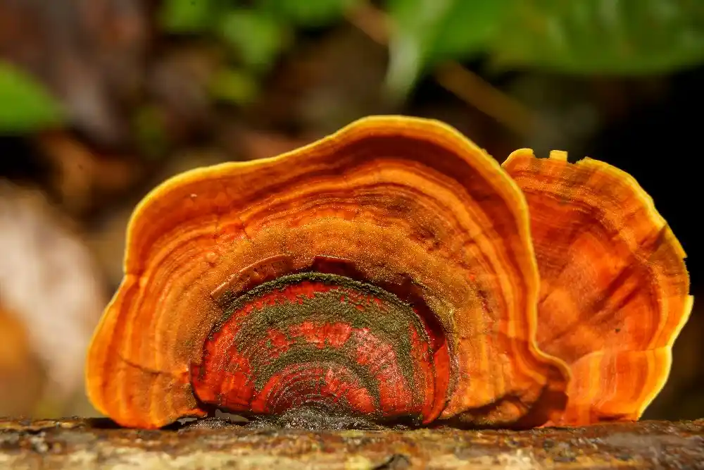 reishi-mantari (23)