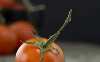 Domatesin Anavatanı Neresidir?