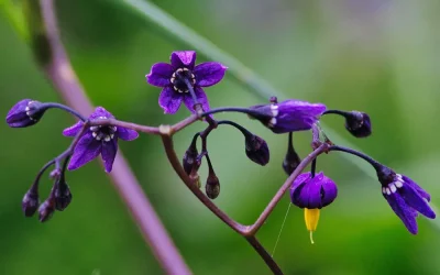 Epimedyum Nedir Ve Ne İşe Yarar?